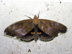 Phyllodes staudingeri