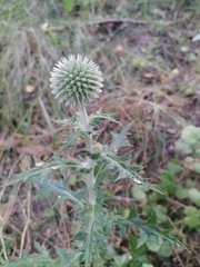 Echinops sphaerocephalus