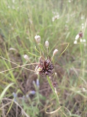 Allium oleraceum