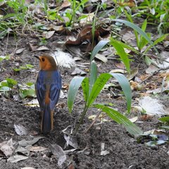 Cossypha natalensis natalensis