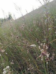Allium oleraceum
