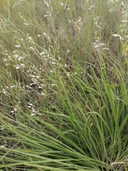 Anthericum ramosum