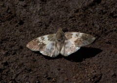 Polyctor polyctor