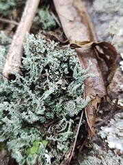 Cladonia furfuracea