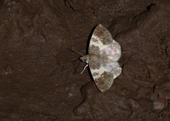 Polyctor polyctor