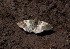 Polyctor polyctor