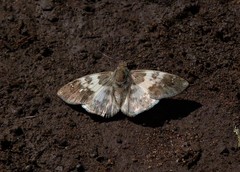 Polyctor polyctor