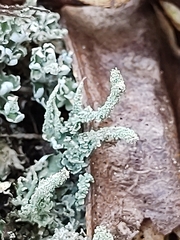 Cladonia furfuracea