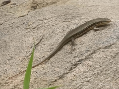 Trachylepis perrotetii