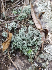 Cladonia furfuracea