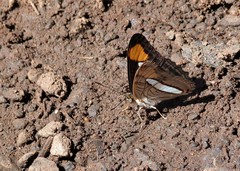 Adelpha thessalia