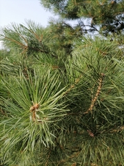 Pinus sylvestris
