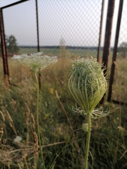 Daucus carota