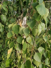 Betula pendula