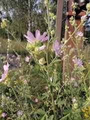 Malva thuringiaca