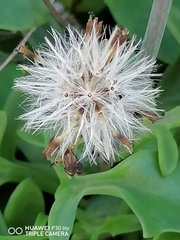 Baculellum articulatum