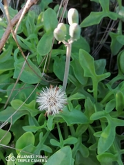 Baculellum articulatum
