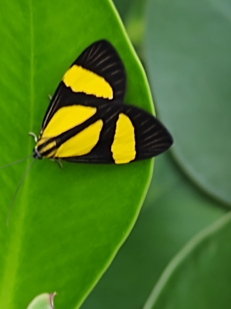 Erbessa pyraloides
