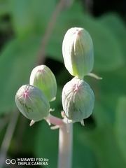 Baculellum articulatum