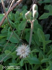 Baculellum articulatum