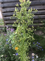 Erigeron