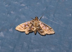 Pseudopyrausta marginalis