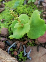 Crassula umbella