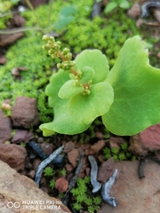 Crassula umbella