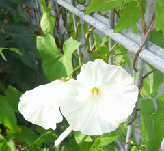 Calystegia sepium