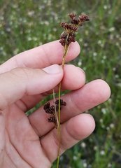 Rhynchospora microcarpa image
