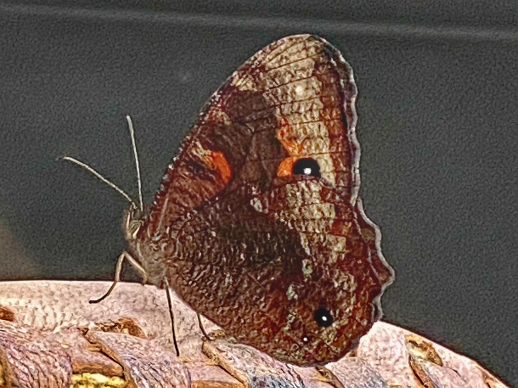 Praepronophila