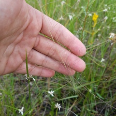 Eragrostis elliottii