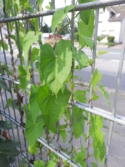 Calystegia sepium