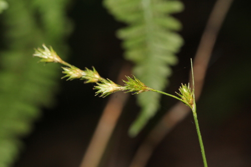 Image of Carex projecta by (c) Quinten Wiegersma, some rights reserved (CC BY)