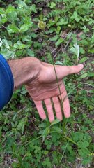 Carex athrostachya