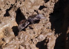 Ebrietas