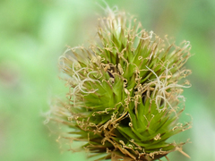 Carex athrostachya