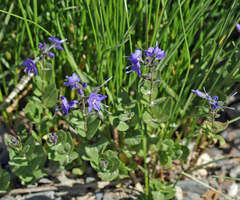 Veronica cusickii