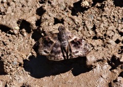 Ebrietas