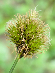 Carex athrostachya