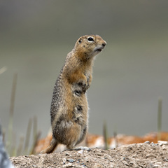 Urocitellus undulatus