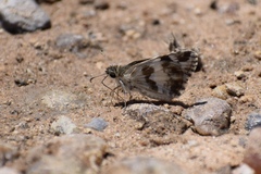 Heliopetes domicella