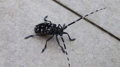 Anoplophora chinensis