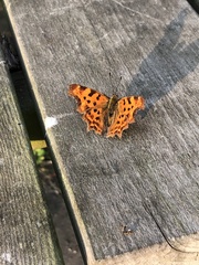 Polygonia c-album