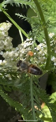 Apis mellifera