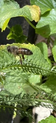 Apis mellifera