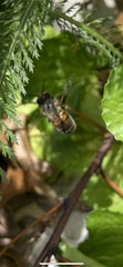 Apis mellifera
