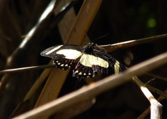 Heraclides torquatus