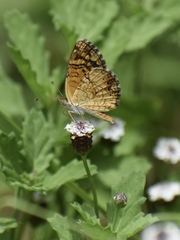Phyciodes graphica