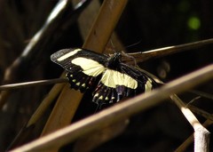 Heraclides torquatus